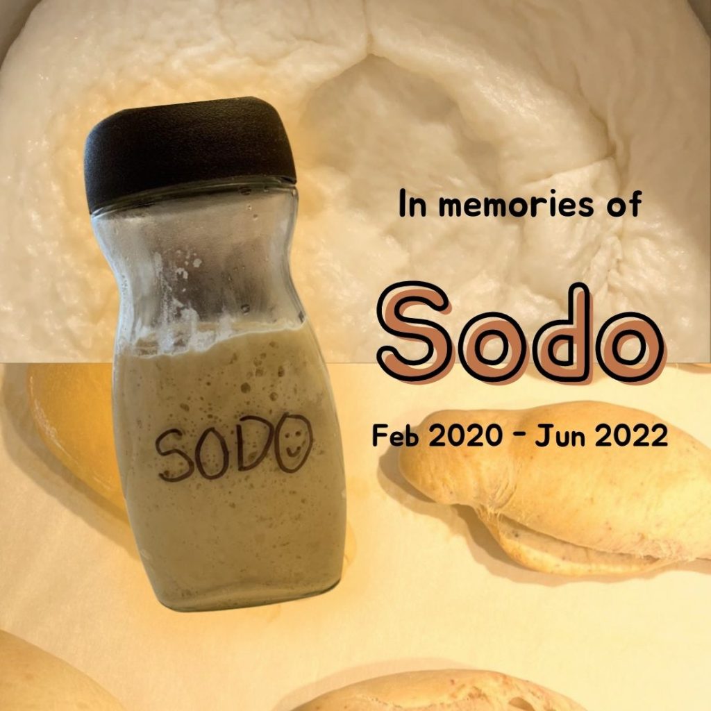 in memories of Sodo the sourdough starter, Feb 2020 - Jun 2022